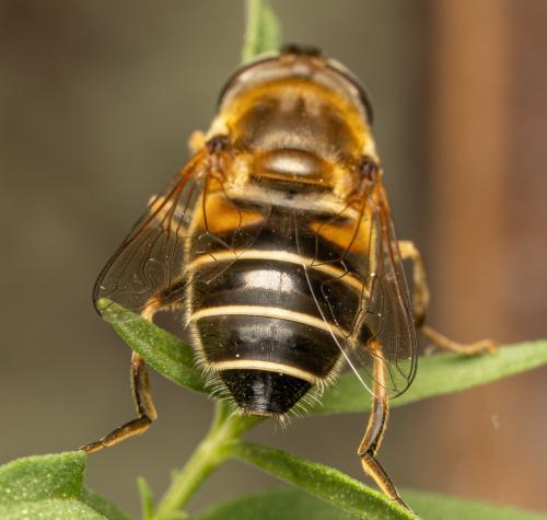 Réf. 349 879 : Eristalis nemorum